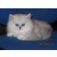 Perser - Katze