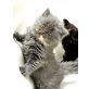 Perser - Katze