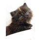 Perser - Katze