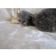 Perser - Katze