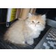 Perser - Katze