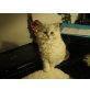 Perser - Katze