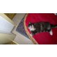 Perser - Katze