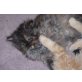 Perser - Katze