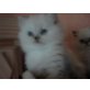 Perser - Katze