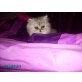 Perser - Katze