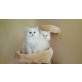 Perser - Katze