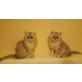 Perser - Katze