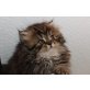 Perser - Katze