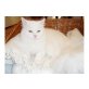 Perser - Katze