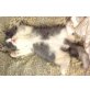 Perser - Katze