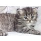 Perser - Katze