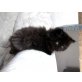 Perser - Katze
