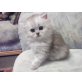 Perser - Katze