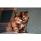 Perser - Katze