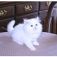 Perser - Katze