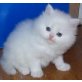 Perser - Katze