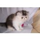 Perser - Katze
