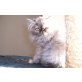 Perser - Katze