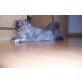 Perser - Katze
