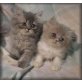 Perser - Katze