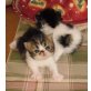 Perser - Katze