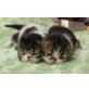 Perser - Katze