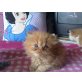 Perser - Katze