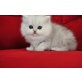 Perser - Katze