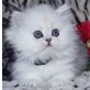 Perser - Katze