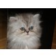 Perser - Katze