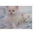 Perser - Katze