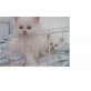 Perser - Katze