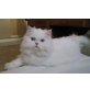 Perser - Katze