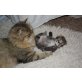 Perser - Katze