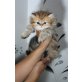 Perser - Katze