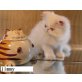 Perser - Katze