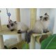Perser - Katze