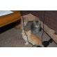 Perser - Katze