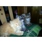 Perser - Katze