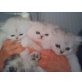 Perser - Katze