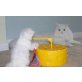 Perser - Katze