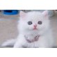 Perser - Katze