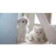 Perser - Katze