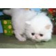 Perser - Katze