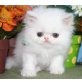 Perser - Katze
