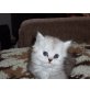 Perser - Katze