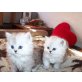 Perser - Katze