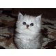 Perser - Katze
