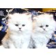 Perser - Katze